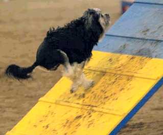 This picture is incredible. Check out the angle of Pistil's front legs, from the shoulder back, and the propulsion from his rear. At the instant this picture was taken, his feet weren't even touching the A-frame.