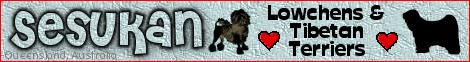Sesukan Lowchens & Tibetan Terriers, Queensland, Australia